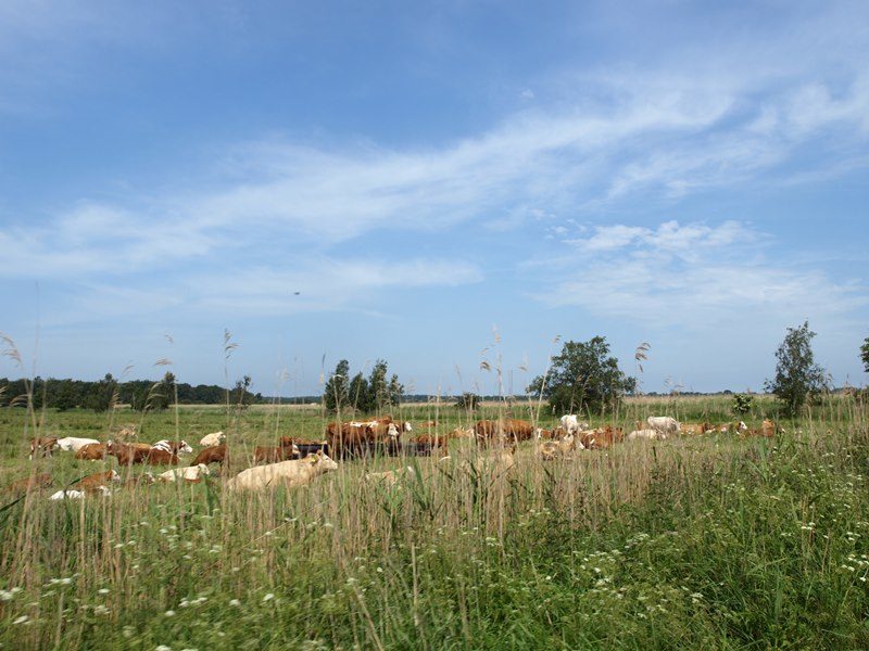 Boddeninsel-kuh-natur