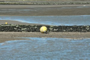burhave watt, nordsee urlaub