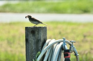 vogel wurm, nordsee vogel, vögel beobachten