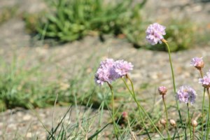 blume nordsee burhave