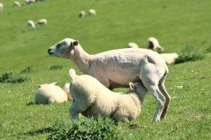 schaf Lamm, nordsee urlaub
