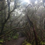 Wanderung Baby Nebelwald Teneriffa