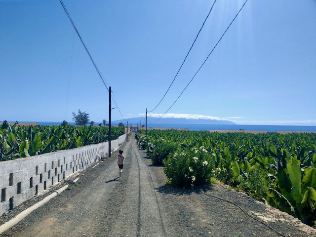 Bananenplantage Teneriffa