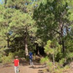 Wanderung mit Kindern Teneriffa Pinien
