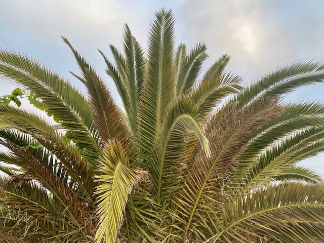 Urlaub Palmen Teneriffa