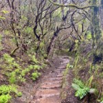 Nebelwald Teneriffa Tipps