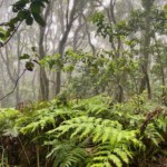 Pflanzen im Nebelwald von Teneriffa
