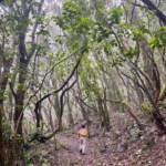 Wanderung mit Kindern im Nebelwald