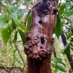 Lorbeerwälder Teneriffa wandern Tipps