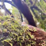 Artenvielfalt Teneriffa wanderung