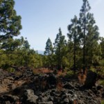 Corona Forestal wandern Route