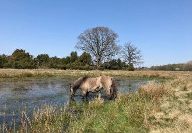 Wacholderhain Haselünne mit Kindern wandern