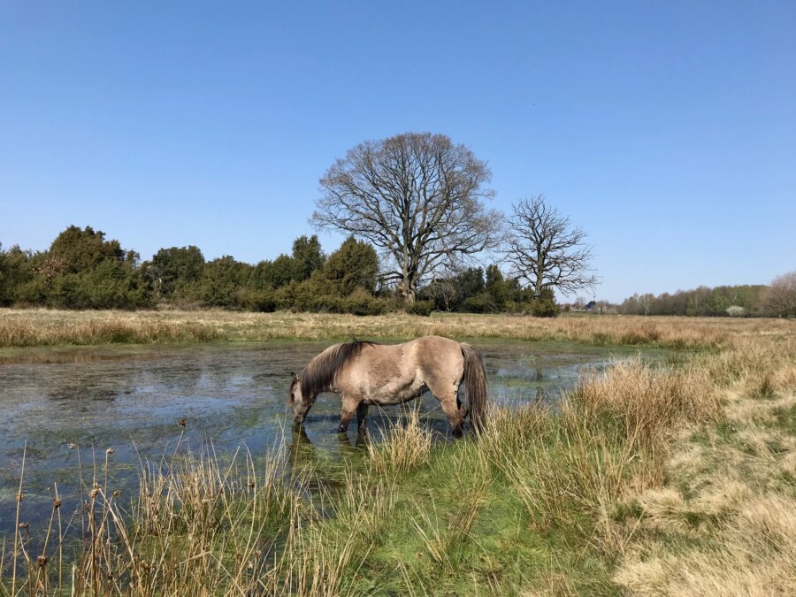 Wacholderhain Haselünne mit Kindern wandern