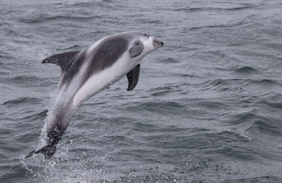 Whalewatching Olafsvik Snæfellsnes Tipp