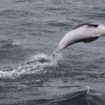 Island Tipps und Highlights für Kinder