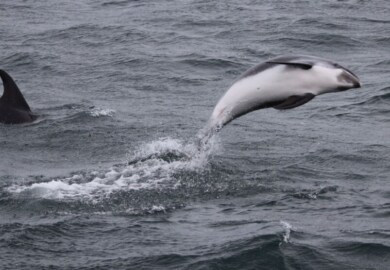 Island Tipps und Highlights für Kinder