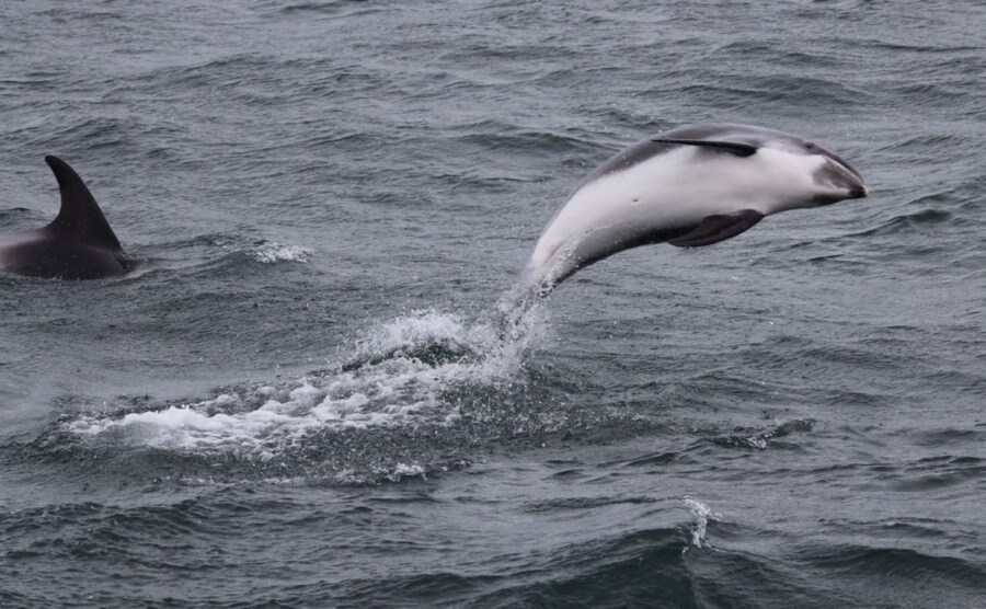 Island Tipps und Highlights für Kinder