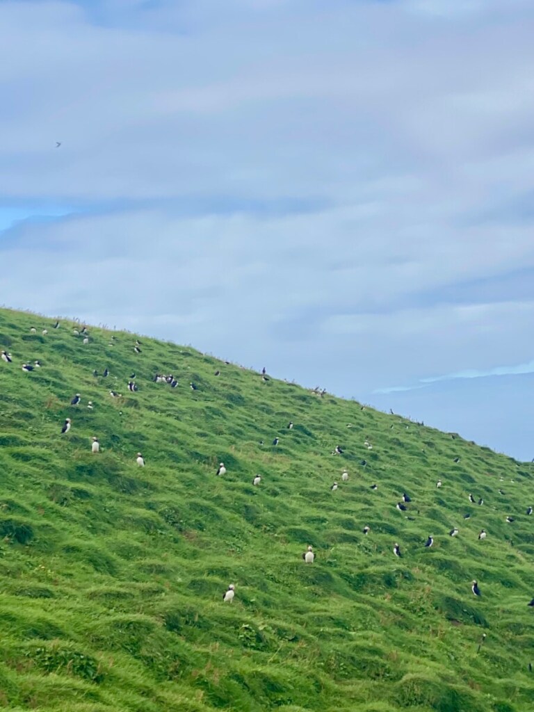 Puffins Heimaey Fotospot