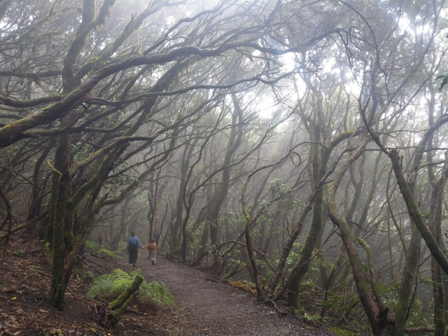 Nebelwälder von Teneriffa im Norden der Insel