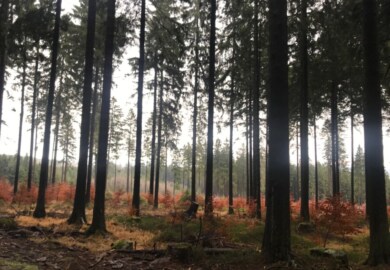 Harz mit Kindern Tipps