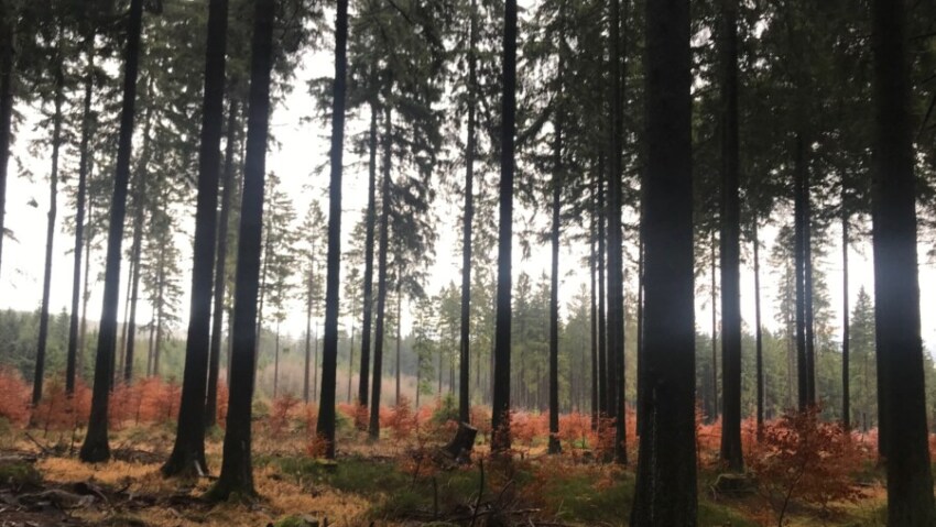 Harz mit Kindern Tipps