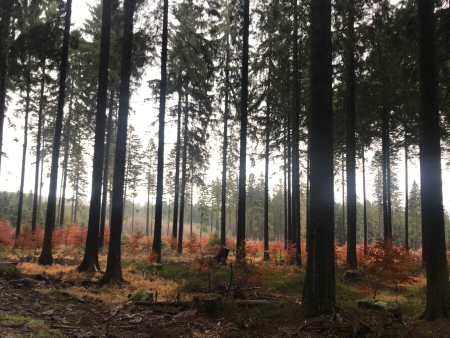 Harz mit Kindern Tipps