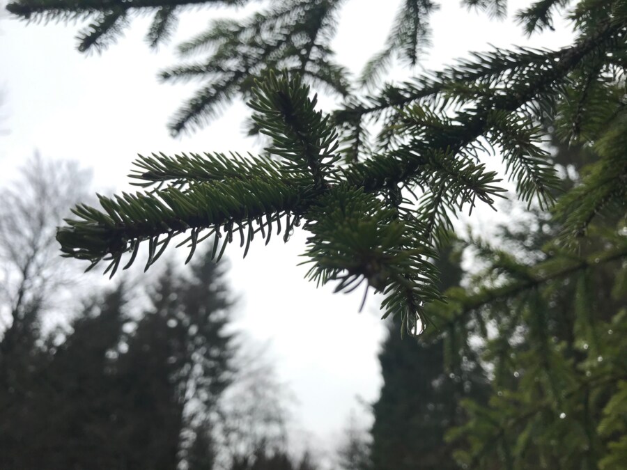 schöne wanderungen im Harz für Familien