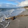 Herbstferien auf Fischland-Darss-Zingst: Kraniche, Ostseeluft und Strandmomente