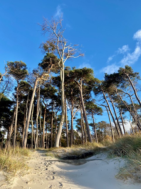 Natur pur auf dem Darss im Herbst