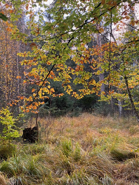 Zingst im Herbst Wald und Strand