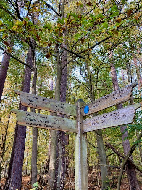 Wanderung durch den Darsswald in den Herbstferien