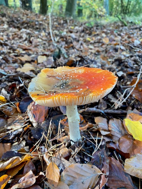 waldspaziergang auf dem Darss im Herbst