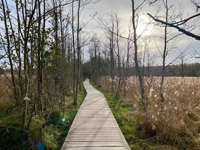 Rothirschwanderung im Herbst an der Ostsee