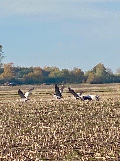 kraniche auf einem Feld