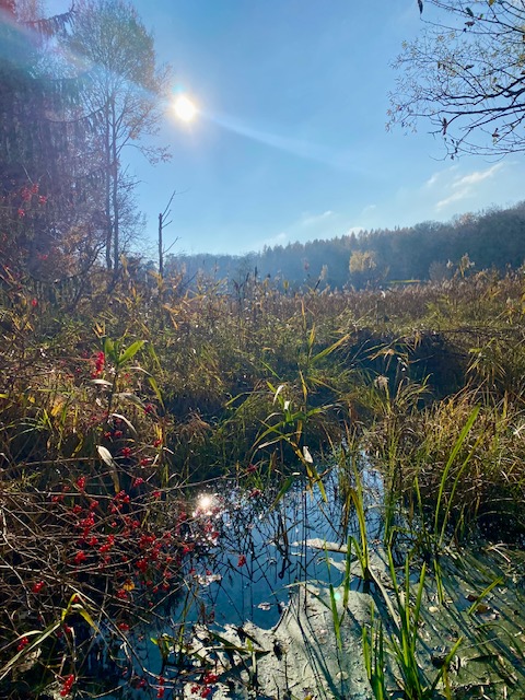 Von Berlin: Brandenburg Wanderung