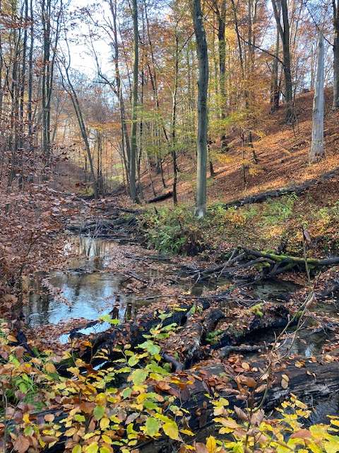 Hellmühler Fließ in Brandenburg wandern