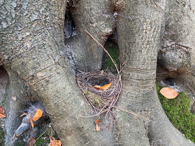 Nest im Baum während einer Brandeburg-Wanderung