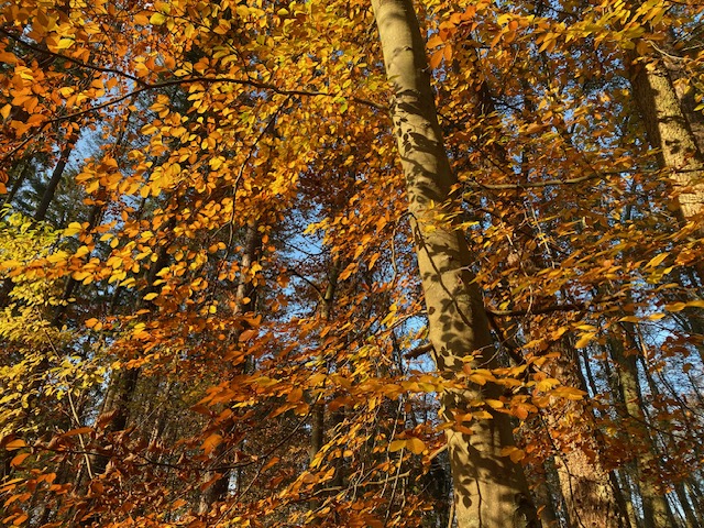 Herbstsonne im Wald im Biesenthaler Becken