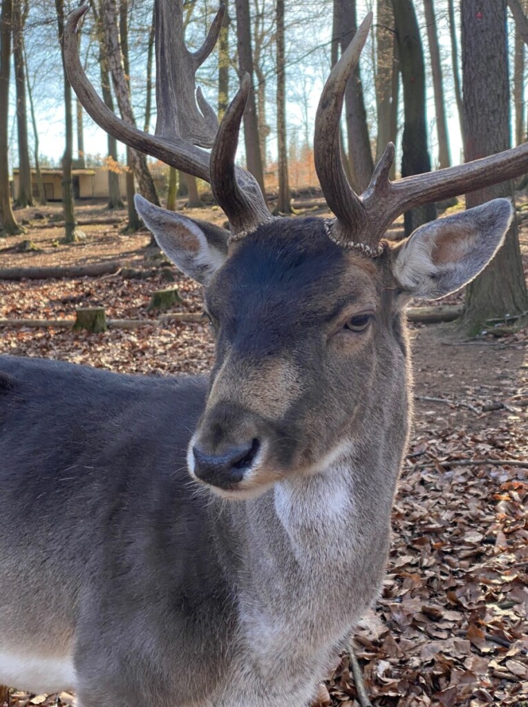 Reh Tiergehege Harz Ausflug